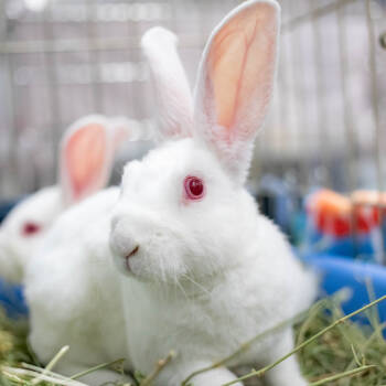 Rescue American and Rex Rabbits for Adoption in San Diego, California - Toki | PetCurious