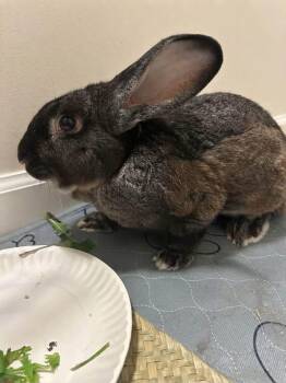 Chestnut -  New Zealand Rabbit for Adoption in Saint Charles, Missouri - Chestnut | PetCurious