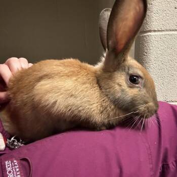 Bingo -  Mini Rex Rabbit for Adoption in Bristol, Indiana - Bingo | PetCurious