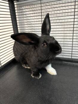 Smokey -  Lop Eared Rabbit for Adoption in Sebastian, Florida - Smokey | PetCurious