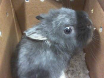 SMOKII -  Bunny Rabbit Rabbit for Adoption in Charlotte, North Carolina - SMOKII | PetCurious