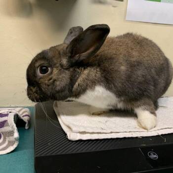HipHop -  American Rabbit for Adoption in Pasadena, California - HipHop | PetCurious