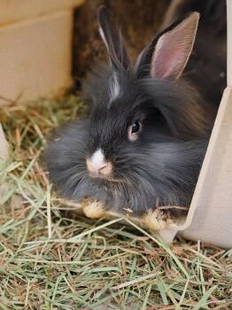 Whiskey -  Lionhead Rabbit Available for Adoption in Roberts Creek, British Columbia - Whiskey | PetCurious