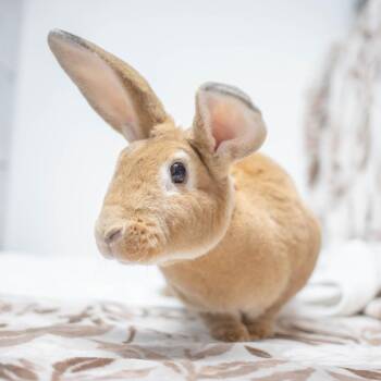 Nutmeg -  Rex Rabbit for Adoption in San Diego, California - Nutmeg | PetCurious