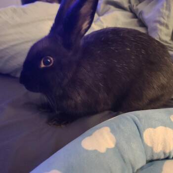 Twilight -  Bunny Rabbit Rabbit for Adoption in Gansevoort, New York - Twilight | PetCurious