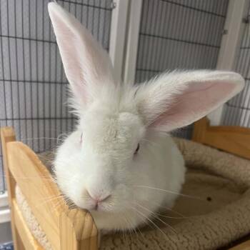 Night King -  Lionhead and New Zealand Rabbit for Adoption in Hampton Bays, New York - Night King | PetCurious