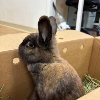Bunny Rabbit Rabbits Available for Adoption in Richmond, California - Magic 8 Ball | PetCurious