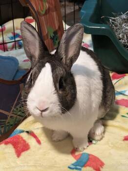 Jayden -  Dutch Rabbit for Adoption in Westford, Massachusetts - Jayden | PetCurious