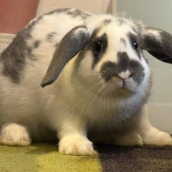 Proton -  Bunny Rabbit Rabbit for Adoption in Gansevoort, New York - Proton | PetCurious