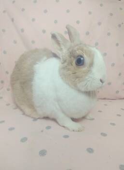 Rescue Dutch Rabbits for Adoption in Lake Elsinore, California - Gingersnap | PetCurious