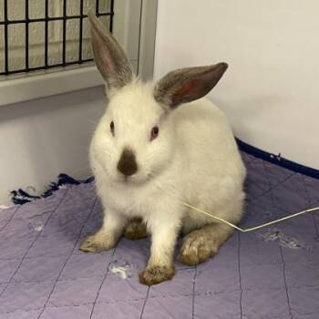 Verity (Bonded) -  Californian and Bunny Rabbit Rabbit for Adoption in Wheaton, Illinois - Verity (Bonded) | PetCurious