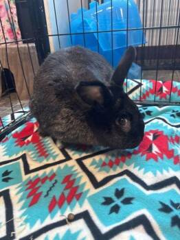 American Rabbits Available for Adoption - Sunbeam | PetCurious
