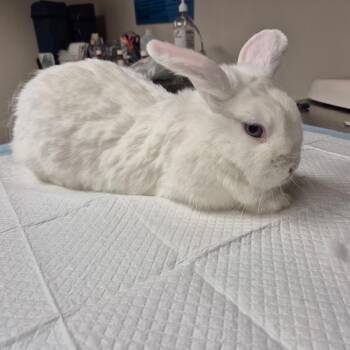 Dofus -  Bunny Rabbit Rabbit for Adoption in Gansevoort, New York - Dofus | PetCurious