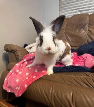 Lionhead Rabbits Available for Adoption in Saint Charles, Missouri - Baconator  | PetCurious