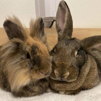 American Rabbits Available for Adoption in Richmond, California - Durian | PetCurious