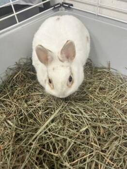 Ebony -  Netherland Dwarf Rabbit for Adoption in Simcoe, Ontario - Ebony | PetCurious