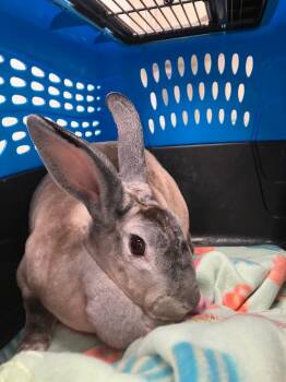 Suki -  Rex Rabbit Available for Adoption in Youngstown, Ohio - Suki | PetCurious