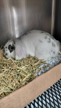 Buddy -  Lop Eared Rabbit for Adoption in Cincinnati, Ohio - Buddy | PetCurious