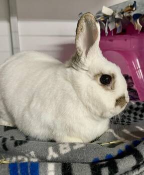Hotot Rabbits Available for Adoption in Chicago, Illinois - Pomegranate | PetCurious