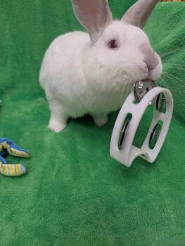 Harry -  Bunny Rabbit Rabbit for Adoption in Roseville, California - Harry | PetCurious