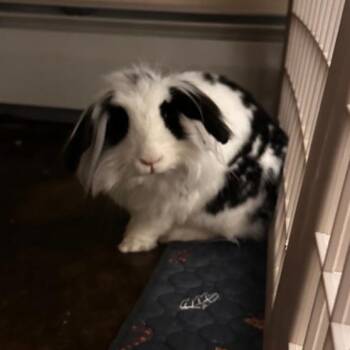 Delilah -  Lop Eared and Lionhead Rabbit for Adoption in Wilkes-barre, Pennsylvania - Delilah | PetCurious