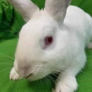 Bunny Rabbit Rabbits Available for Adoption in Fort Worth, Texas - Arthur | PetCurious