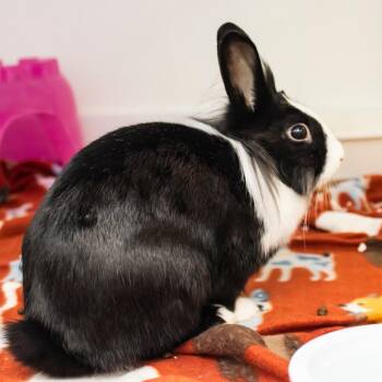 Lionhead Rabbits Available for Adoption in Middletown, Rhode Island - Chocolate Chip | PetCurious