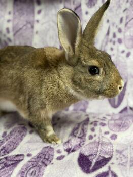Dwarf Rabbits Available for Adoption - Jalapeño: Video!! | PetCurious