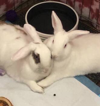 Rescue Bunny Rabbit Rabbits for Adoption in Santa Cruz, California - Trixie & Trinket (bonded Pair) | PetCurious