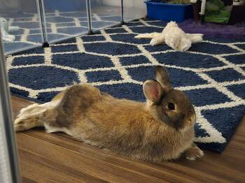 Dwarf Rabbits Available for Adoption in Vancouver, British Columbia - JR (South Surrey) | PetCurious