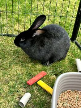 Fluffy -  Flemish Giant and New Zealand Rabbit for Adoption in Spokane, Washington - Fluffy | PetCurious