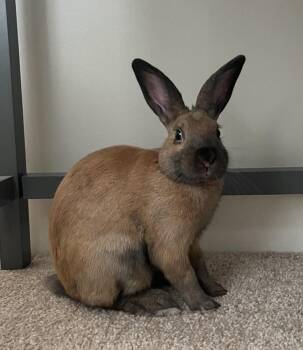 Tagalong -  Cinnamon Rabbit for Adoption in Chicago, Illinois - Tagalong | PetCurious