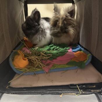 Bruce & Doris -  Lionhead Rabbit for Adoption in Gig Harbor, Washington - Bruce & Doris | PetCurious