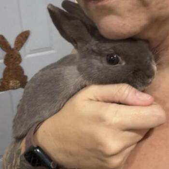Biggy Smolls -  Polish Rabbit for Adoption in Kalamazoo, Michigan - Biggy Smolls | PetCurious