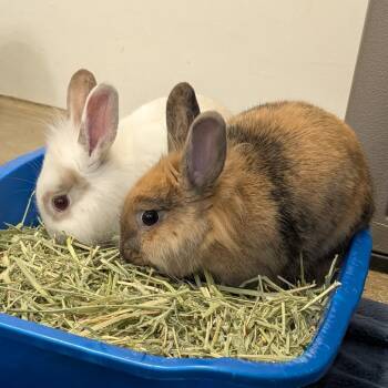Lionhead Rabbits Available for Adoption - Caramel | PetCurious