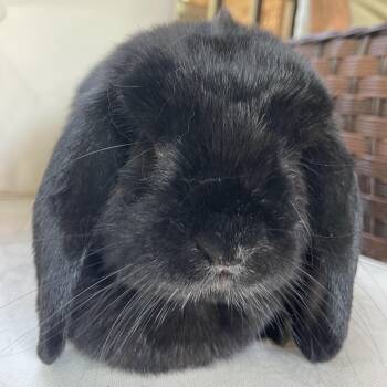 Elyse -  Mini Lop and French Lop Rabbit for Adoption in Birmingham, Alabama - Elyse | PetCurious