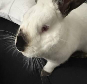 Thumper -  American Rabbit for Adoption in Des Moines, Iowa - Thumper | PetCurious