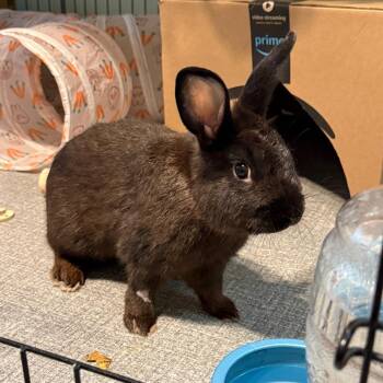 Satin Rabbits Available for Adoption in Lenexa, Kansas - Valentino | PetCurious