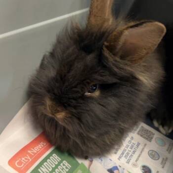 Brew -  Lionhead Rabbit for Adoption in Murray, Utah - Brew | PetCurious
