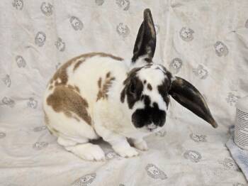 Huxley -  Rex Rabbit for Adoption in Deerfield, Wisconsin - Huxley | PetCurious