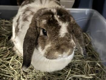 Willow -  Mini Lop Rabbit for Adoption in Waynesboro, Virginia - Willow | PetCurious