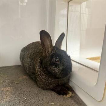 Mini Rex Rabbits Available for Adoption - Taylor | PetCurious