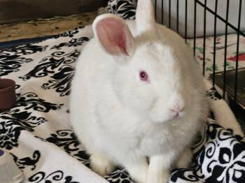 Bunny Rabbit Rabbits Available for Adoption in Foley, Alabama - Blizzard | PetCurious
