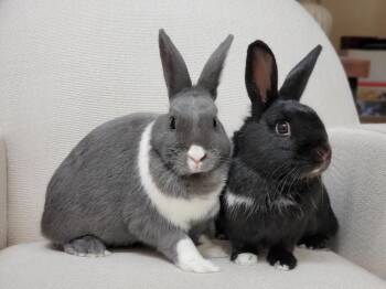 Rescue Bunny Rabbit Rabbits for Adoption - Kiki & Gigi | PetCurious