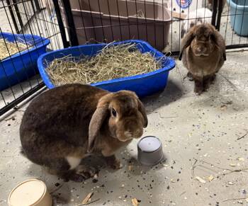 Rescue Holland Lop Rabbits for Adoption in North Salem, New York - Fluffy & Nibbles | PetCurious