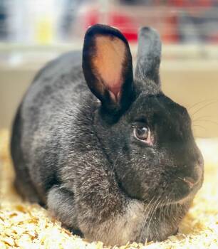American Rabbits Available for Adoption in Hamilton, Ontario - Mittens | PetCurious