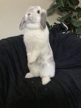 Mini Lop Rabbits Available for Adoption in Lakeville, Minnesota - Jigglypuff | PetCurious