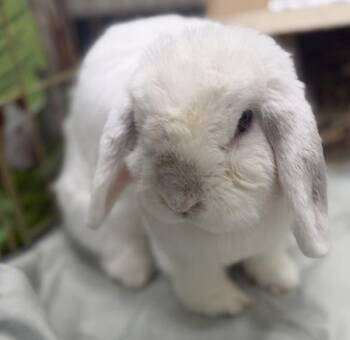 Oscar -  Lop Eared Rabbit for Adoption in Stratham, New Hampshire - Oscar | PetCurious