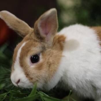 Tegan -  Dutch Rabbit for Adoption in Kalamazoo, Michigan - Tegan | PetCurious