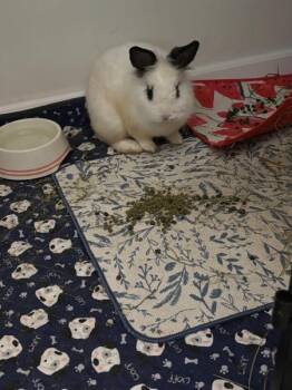 Rescue Lionhead Rabbits for Adoption in Kalamazoo, Michigan - Bully | PetCurious